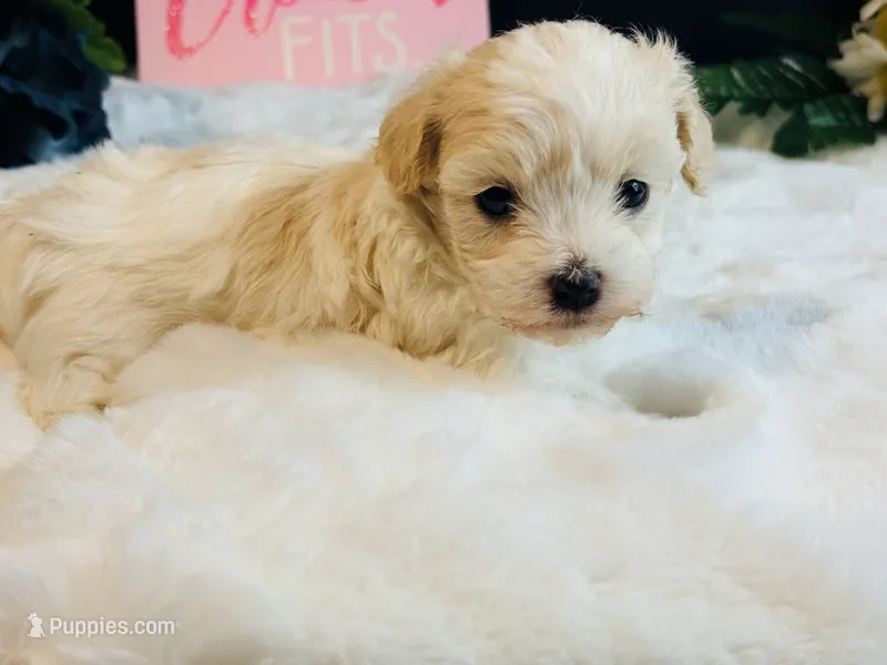 Cream girl – Maltipoo puppy for sale in Royse City, TX