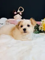 Sadie, a female Morkie for sale in Royse City, TX – 4 of 5