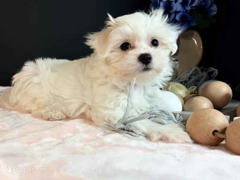 Sweetie  – Maltese puppy for sale in Royse City, TX