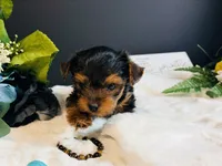 Black tan boy, a male Yorkshire Terrier for sale in Royse City, TX – 3 of 10