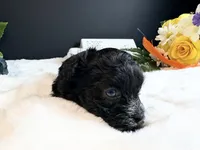 Tiny Male blue eyes, a male Maltipoo for sale in Royse City, TX – 3 of 8