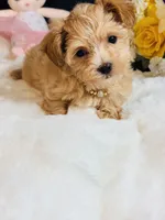 Goldie , a female Morkie for sale in Royse City, TX – 7 of 7