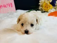 Cream girl, a female Maltipoo for sale in Royse City, TX – 9 of 10