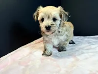 Morkie, a female Morkie for sale in Royse City, TX – 3 of 10