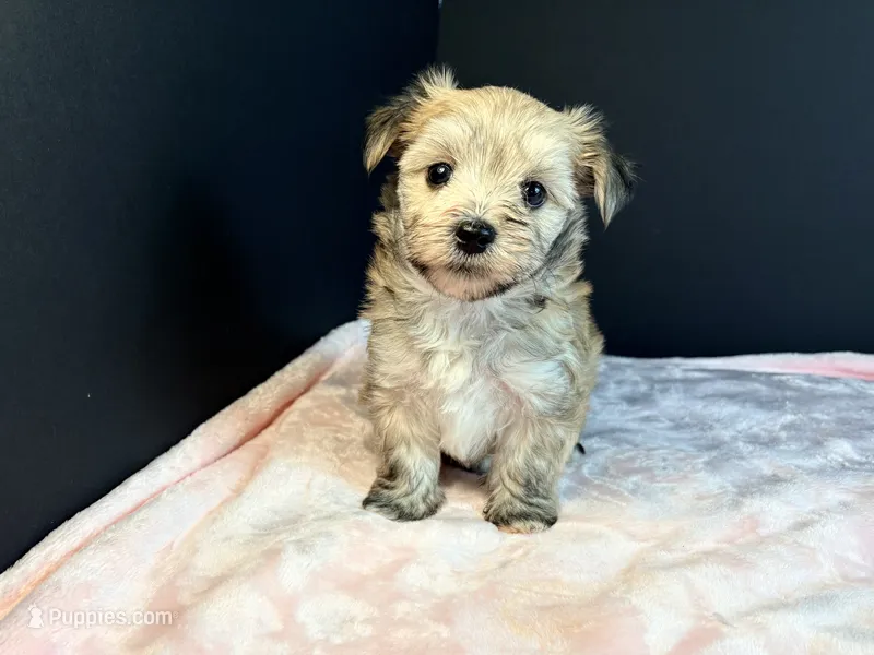 Morkie – Morkie puppy for sale in Royse City, TX