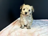 Morkie, a female Morkie for sale in Royse City, TX – 1 of 10