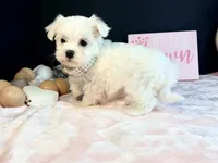 Female 3 , a female Maltese for sale in Royse City, TX – 5 of 9