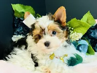 Tabitha tiny , a female Yorkshire Terrier for sale in Royse City, TX – 10 of 10