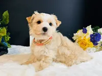 Gold girl , a female Yorkshire Terrier for sale in Royse City, TX – 6 of 8