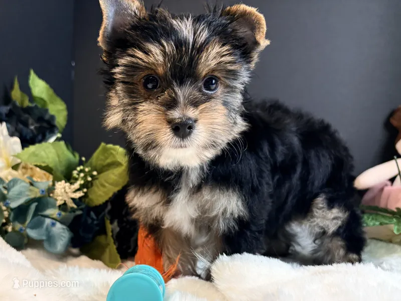 Black girl – Yorkshire Terrier puppy for sale in Royse City, TX