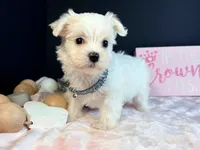 Female 3 , a female Maltese for sale in Royse City, TX – 9 of 9
