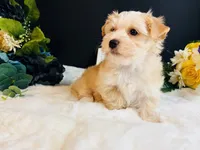 Gold girl , a female Yorkshire Terrier for sale in Royse City, TX – 8 of 8