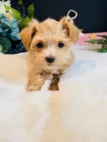 Goldie , a female Morkie for sale in Royse City, TX – 2 of 7