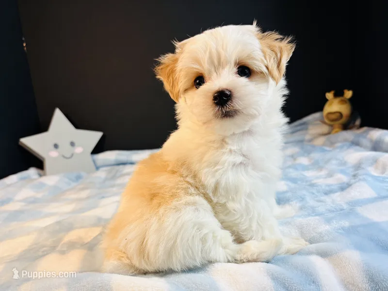Scooter – Morkie puppy for sale in Royse City, TX