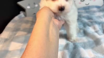 Scooter, a male Morkie for sale in Royse City, TX – 6 of 6