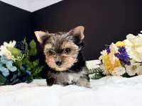 Tiny boy, a male Yorkshire Terrier for sale in Royse City, TX – 8 of 8