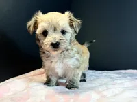 Morkie, a female Morkie for sale in Royse City, TX – 4 of 10