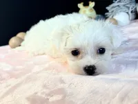 Sweetie , a female Maltese for sale in Royse City, TX – 2 of 5