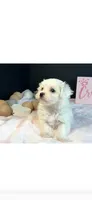 Sweetie , a female Maltese for sale in Royse City, TX – 4 of 5