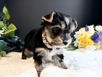 Black girl, a female Yorkshire Terrier for sale in Royse City, TX – 6 of 10