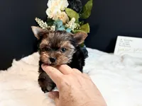 Tiny boy, a male Yorkshire Terrier for sale in Royse City, TX – 2 of 8