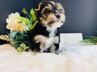 Black girl, a female Yorkshire Terrier for sale in Royse City, TX – 8 of 10