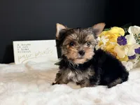 Tiny boy, a male Yorkshire Terrier for sale in Royse City, TX – 6 of 8