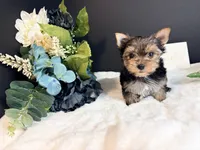 Tiny boy, a male Yorkshire Terrier for sale in Royse City, TX – 7 of 8