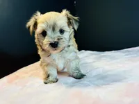 Morkie, a female Morkie for sale in Royse City, TX – 8 of 10