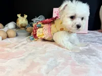 Maltese 2 female , a female Maltese for sale in Royse City, TX – 5 of 6