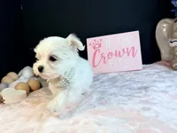 Female 3 , a female Maltese for sale in Royse City, TX – 3 of 9