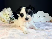 Waffles , a female Morkie for sale in Royse City, TX – 8 of 10