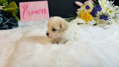 Cream girl, a female Maltipoo for sale in Royse City, TX – 10 of 10