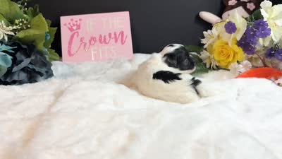 Tiny blue eye girl, a female Maltipoo for sale in Royse City, TX – 8 of 8