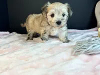 Morkie, a female Morkie for sale in Royse City, TX – 5 of 10