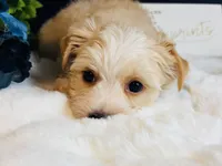 Gold girl , a female Yorkshire Terrier for sale in Royse City, TX – 2 of 8