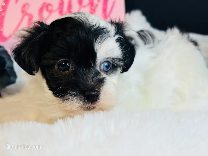 Tiny blue eye girl – Maltipoo puppy for sale in Royse City, TX