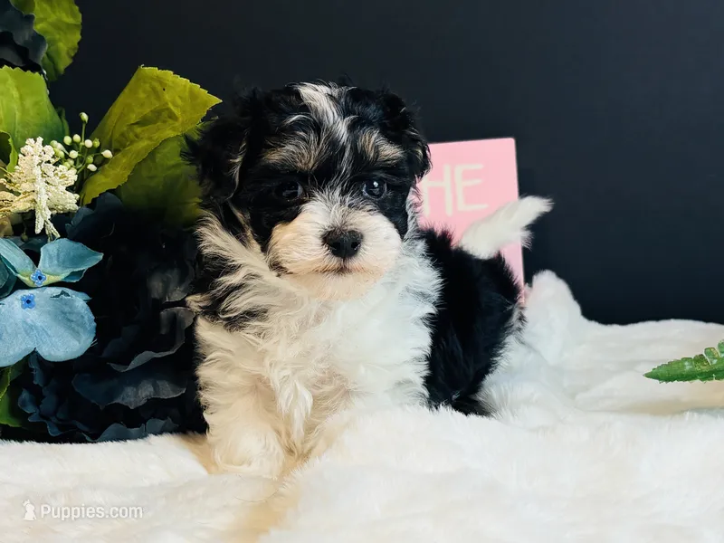 Tri girl – Maltipoo puppy for sale in Royse City, TX