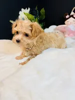 Goldie , a female Morkie for sale in Royse City, TX – 6 of 7
