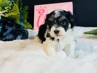 Tri girl, a female Maltipoo for sale in Royse City, TX – 2 of 8