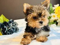 Teacup Male, a male Yorkshire Terrier for sale in Royse City, TX – 8 of 9