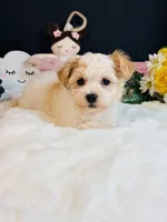 Sadie, a female Morkie for sale in Royse City, TX – 3 of 5