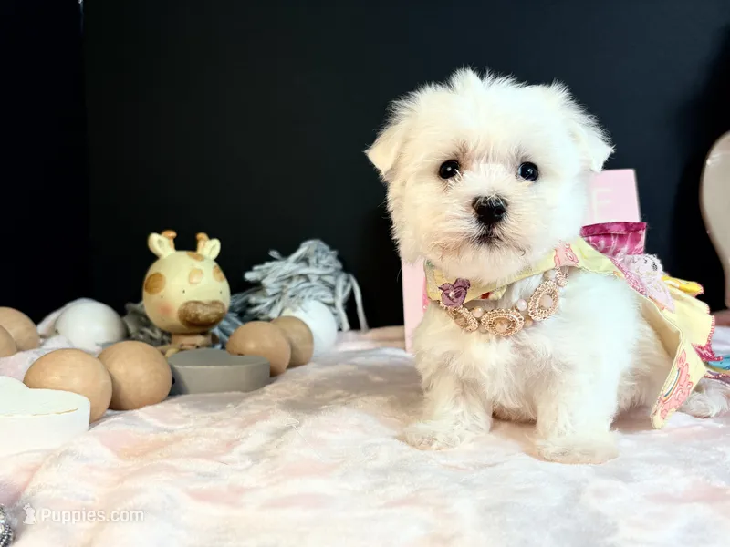 Maltese 2 female  – Maltese puppy for sale in Royse City, TX