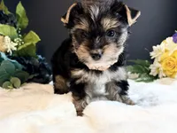 Black girl, a female Yorkshire Terrier for sale in Royse City, TX – 7 of 10