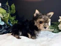 Tiny boy, a male Yorkshire Terrier for sale in Royse City, TX – 4 of 8