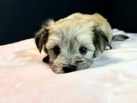 Morkie, a female Morkie for sale in Royse City, TX – 2 of 10