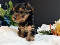 Black tan boy, a male Yorkshire Terrier for sale in Royse City, TX – 7 of 10