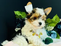 Tabitha tiny , a female Yorkshire Terrier for sale in Royse City, TX – 2 of 10
