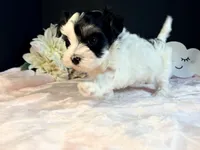 Waffles , a female Morkie for sale in Royse City, TX – 2 of 10