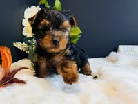 Black tan boy, a male Yorkshire Terrier for sale in Royse City, TX – 4 of 10